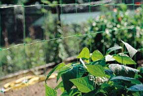 RETE ORTAGGI SOLANIA                              